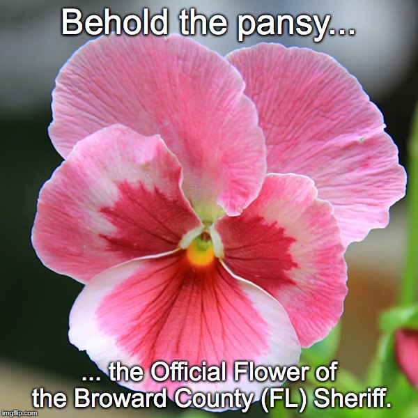 Pink Pansy Imgflip