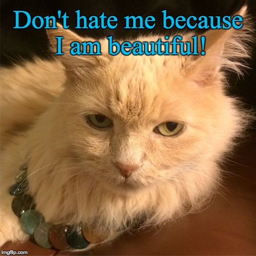 Don't hate me because I am beautiful. Imgflip