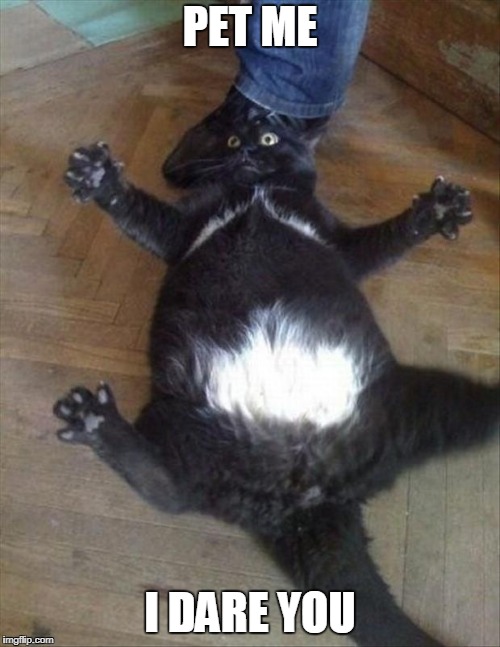 pet me if you dare Imgflip