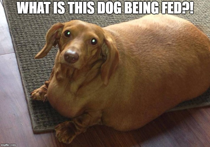 Fatass Dachshund Imgflip