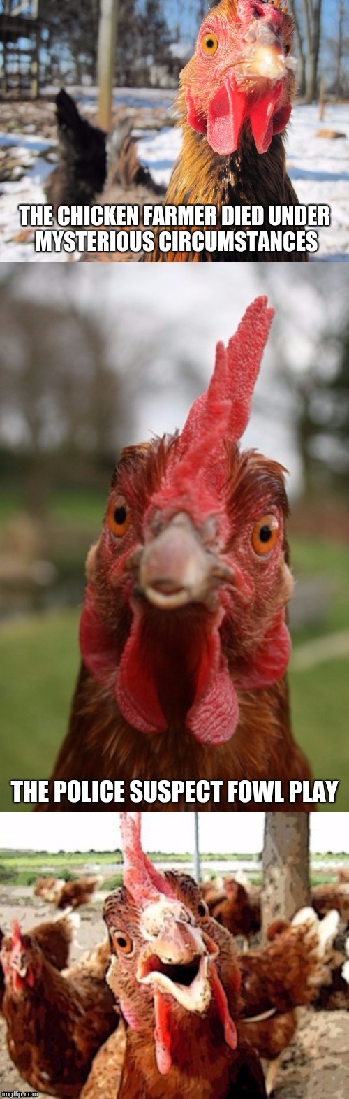 Bad Pun Chicken! Chicken Week, April 28, a JBmemegeek & giveuahint