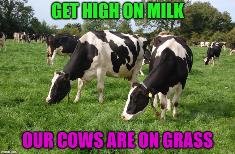 Milking Cows GIFs Tenor