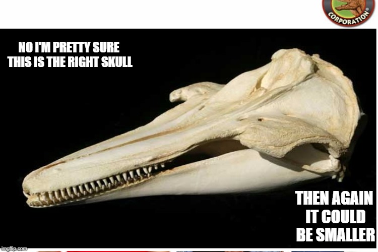 idiot skull Imgflip