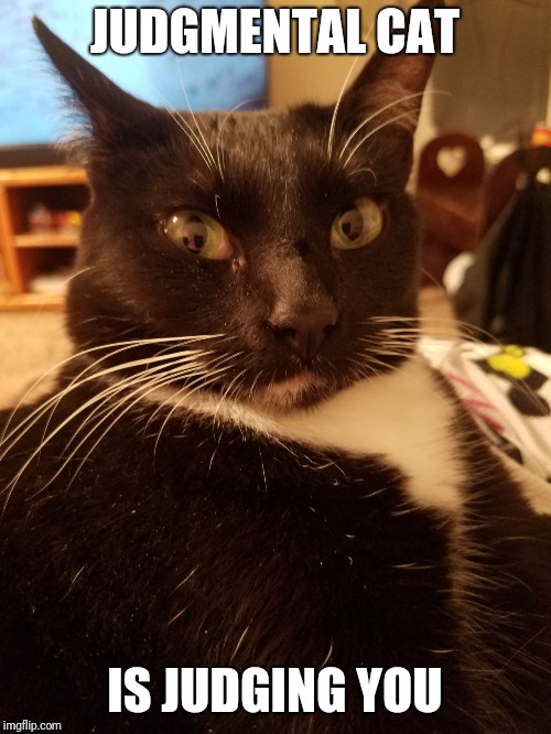 Judgmental cat Imgflip