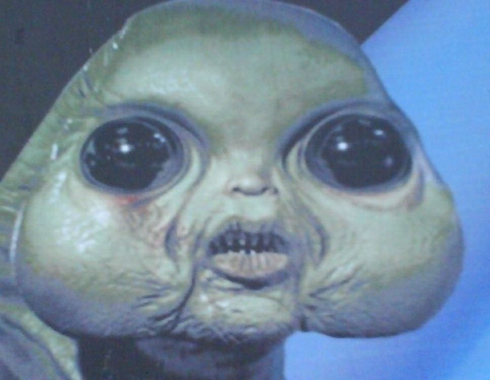 Close Up Fish Face Meme