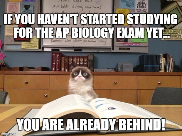Grumpy cat studying Imgflip