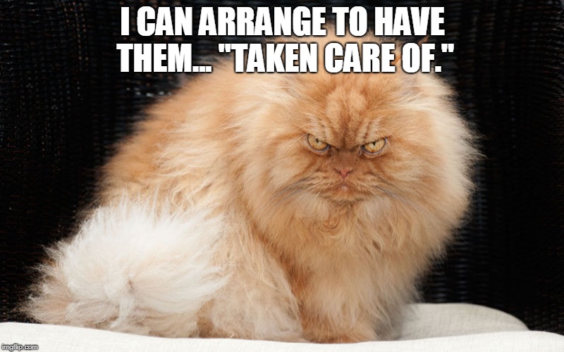 Unhappy Cat Imgflip