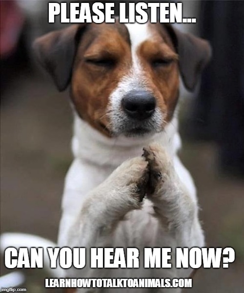 pet prayer Imgflip