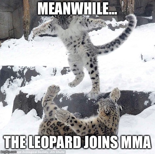 snow leopard Imgflip
