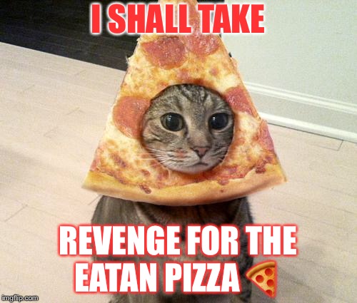 pizza cat Memes Imgflip