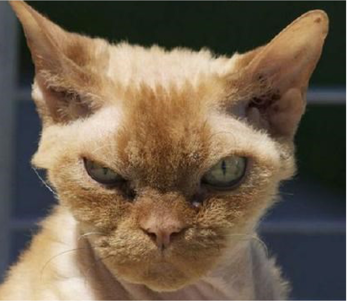 Stink Eye Intensifies Blank Template Imgflip