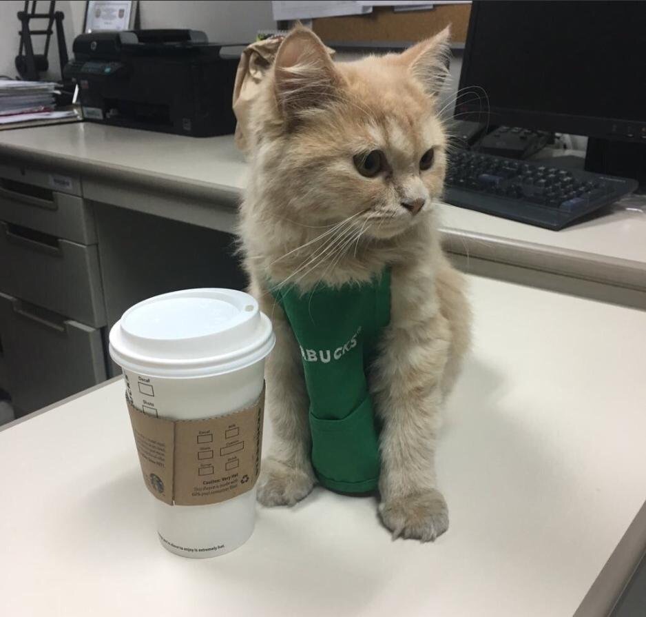 Cat barista Blank Template Imgflip