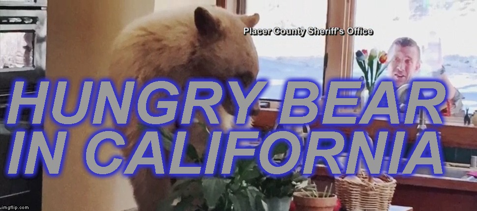 After hibernation, bear eats bread and fruit in man's house Imgflip