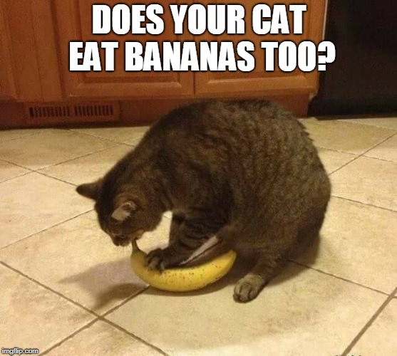 Image tagged in cats,bananas,cat weekend Imgflip