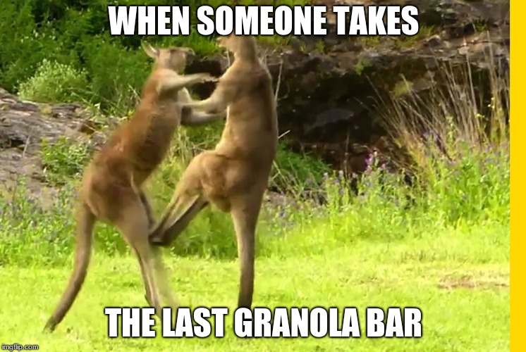 Kangaroo Granola Bar Imgflip