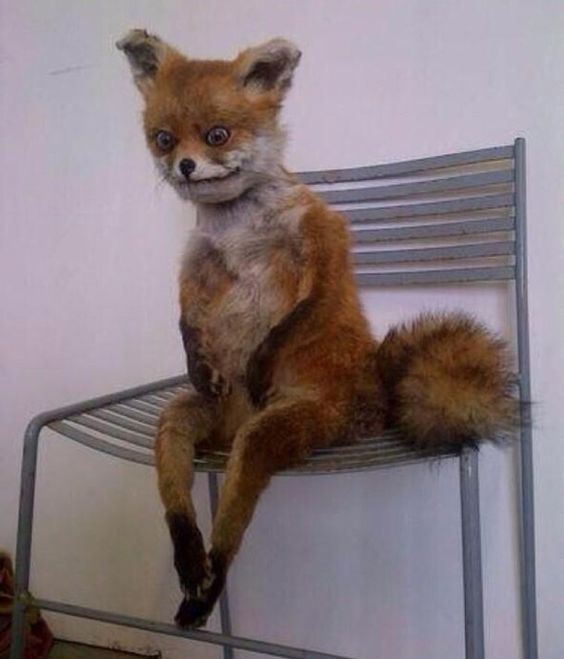 cat sitting on the bed Blank Template Imgflip