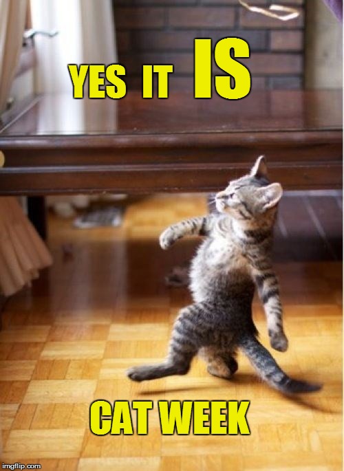 Excited Cat Meme Imgflip