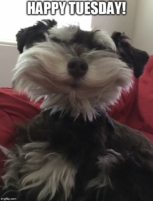 Happy Tuesday Dog Meme