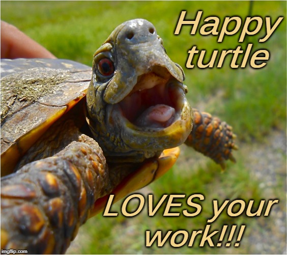 that face turtle Memes & GIFs Imgflip
