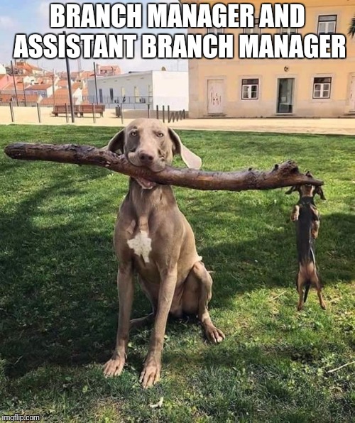 Branch manager Imgflip