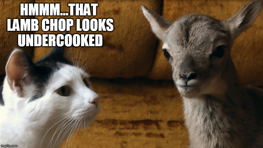 It followed her to school one day. Imgflip