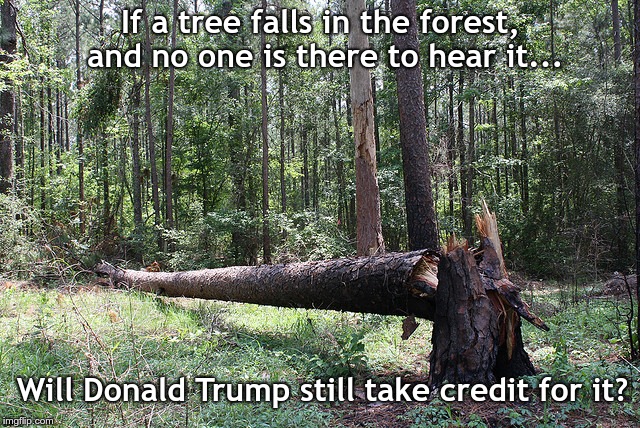 Image tagged in fallen tree in forest Imgflip