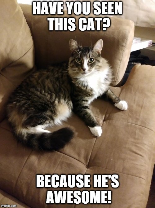 10++ You Are Awesome Cat Memes Factory Memes