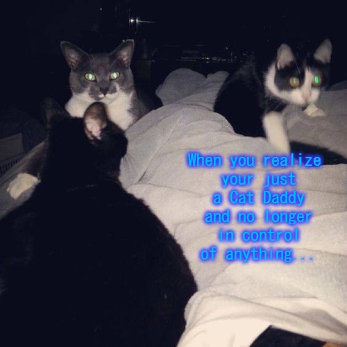 Cat daddy Imgflip