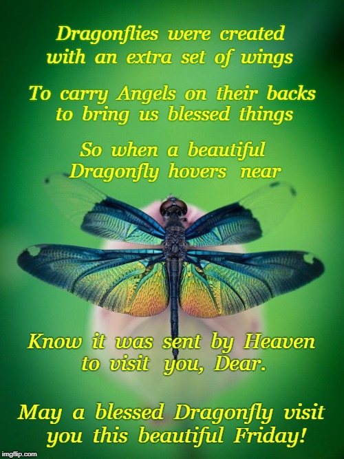 Friday Dragonfly Imgflip