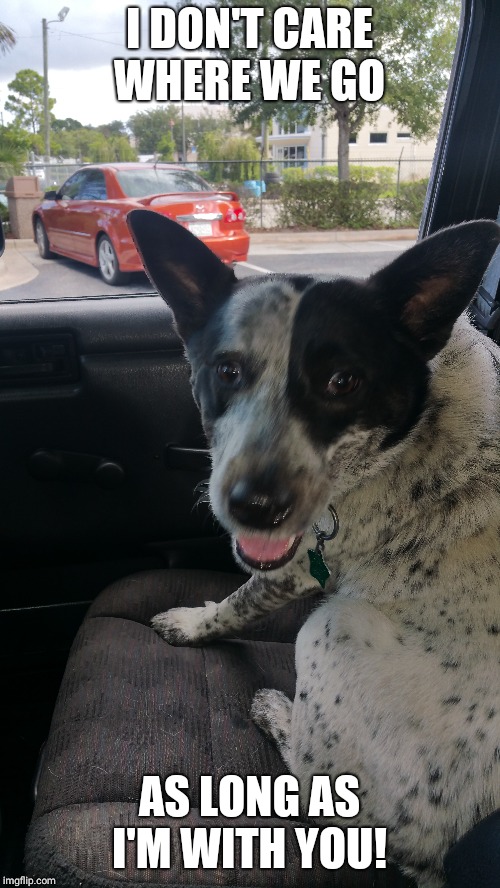 Pet car meme Imgflip