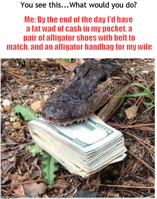 This gator gon' learn today.... Imgflip