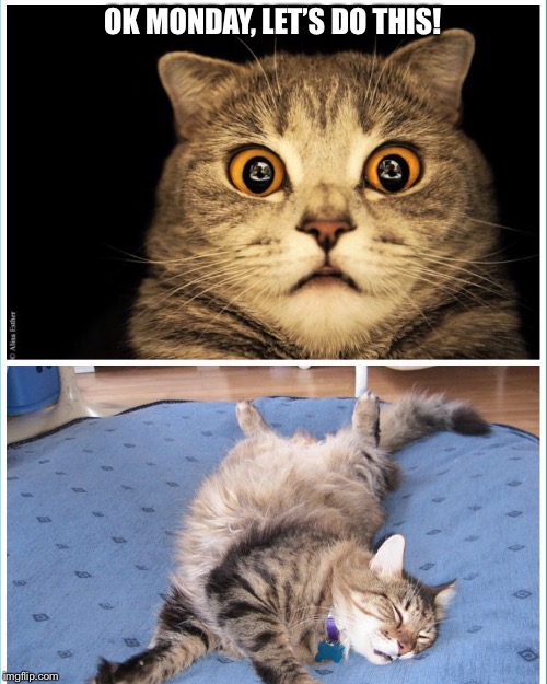 tired cat Memes & GIFs Imgflip