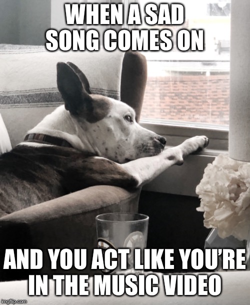 Dramatic dog Imgflip
