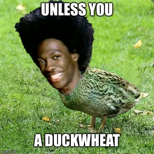 buckwheat Memes & GIFs Imgflip