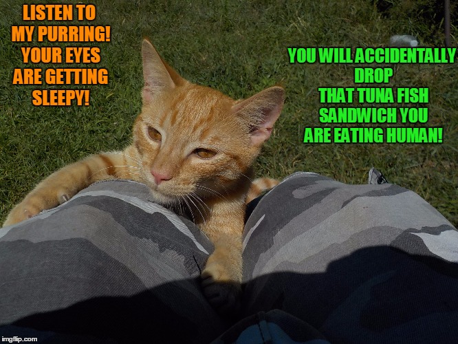 Cat Is Hungry Meme