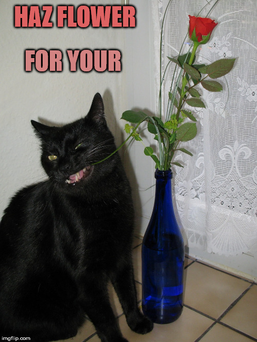 Black cat with rose Imgflip