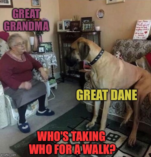 great dane Memes & GIFs Imgflip