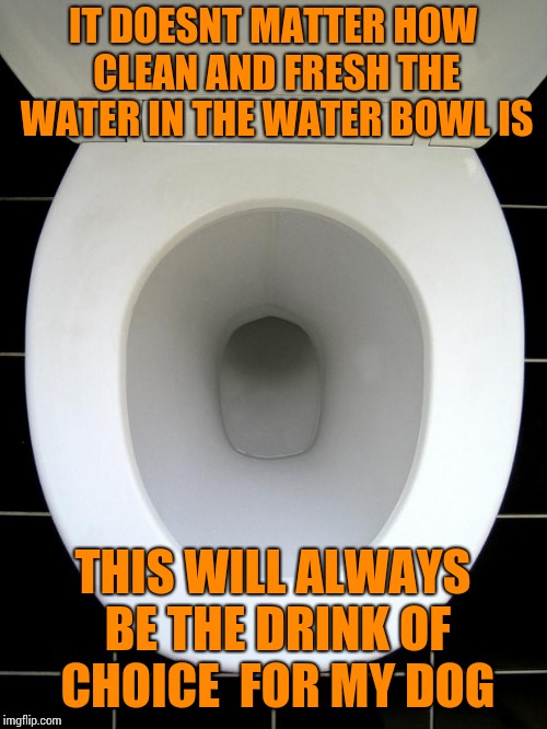 TOILET Imgflip