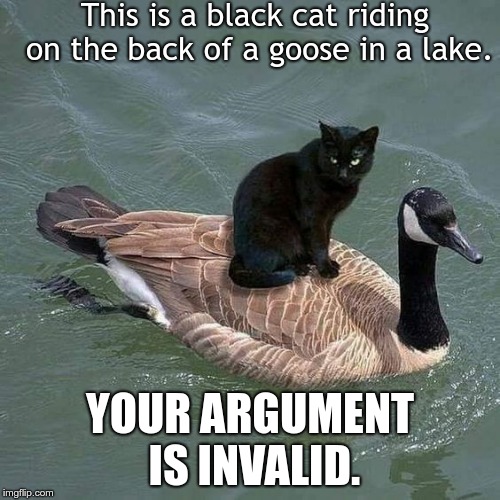 black cat riding on a goose Imgflip