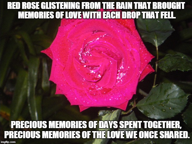 Red Rose Memories Imgflip