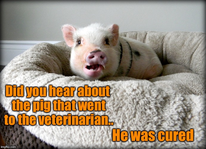 Image tagged in pig,joke,veterinarian Imgflip
