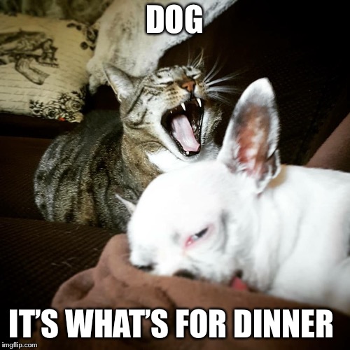 Image tagged in dinner Imgflip