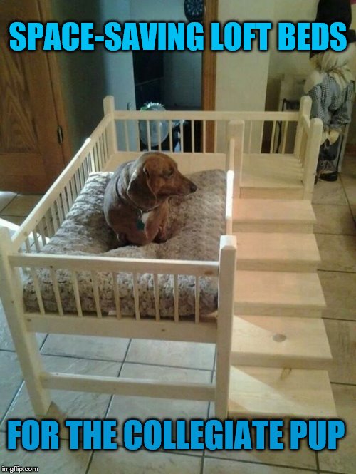 A Bed for Edumacated Dogs Imgflip