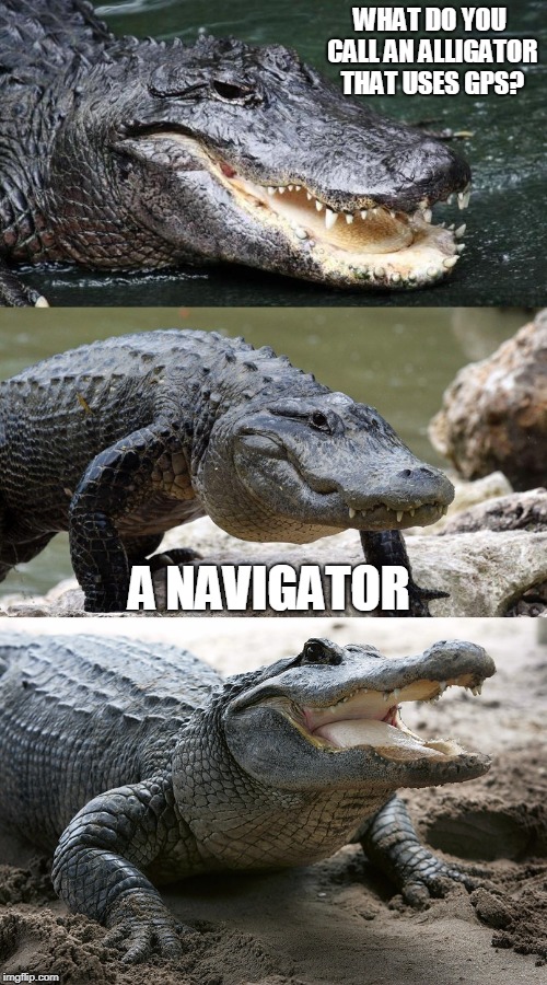 alligator Memes & GIFs Imgflip
