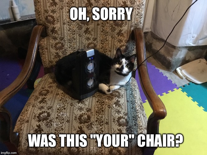 Territorial cat in your chair meme Imgflip