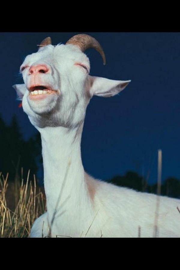 "goat" Meme Templates Imgflip