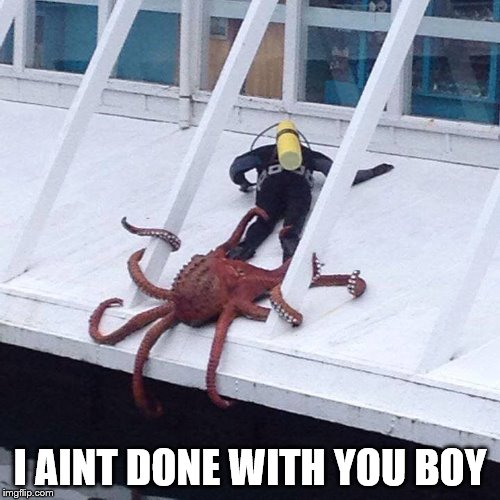 octopus Memes Imgflip