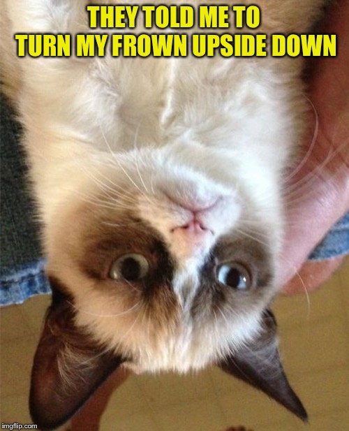 Grumpy Cat Meme Imgflip