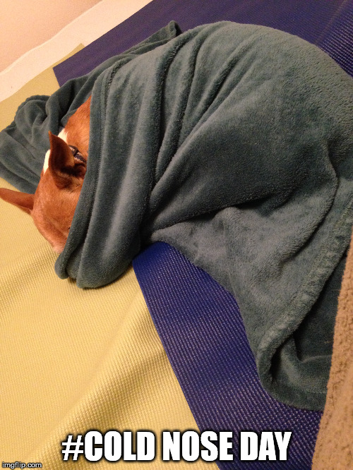 scarf Memes & GIFs Imgflip