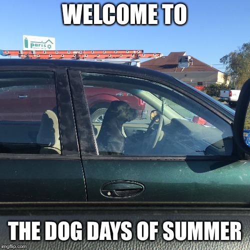 This Dog Thinks He's Driving Imgflip